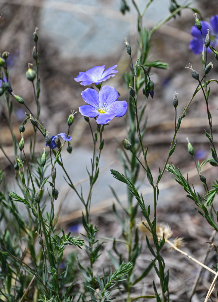 Изображение особи Linum altaicum.
