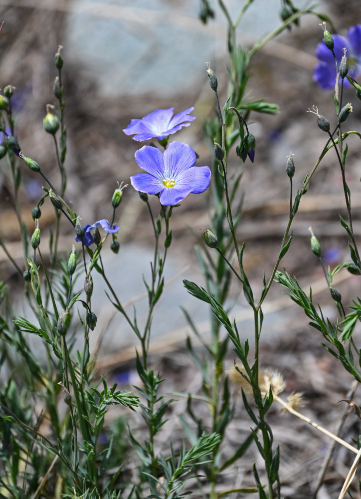 Изображение особи Linum altaicum.