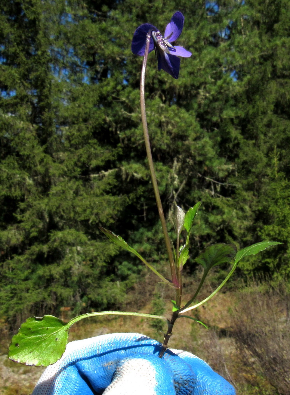 Image of Viola matronae specimen.