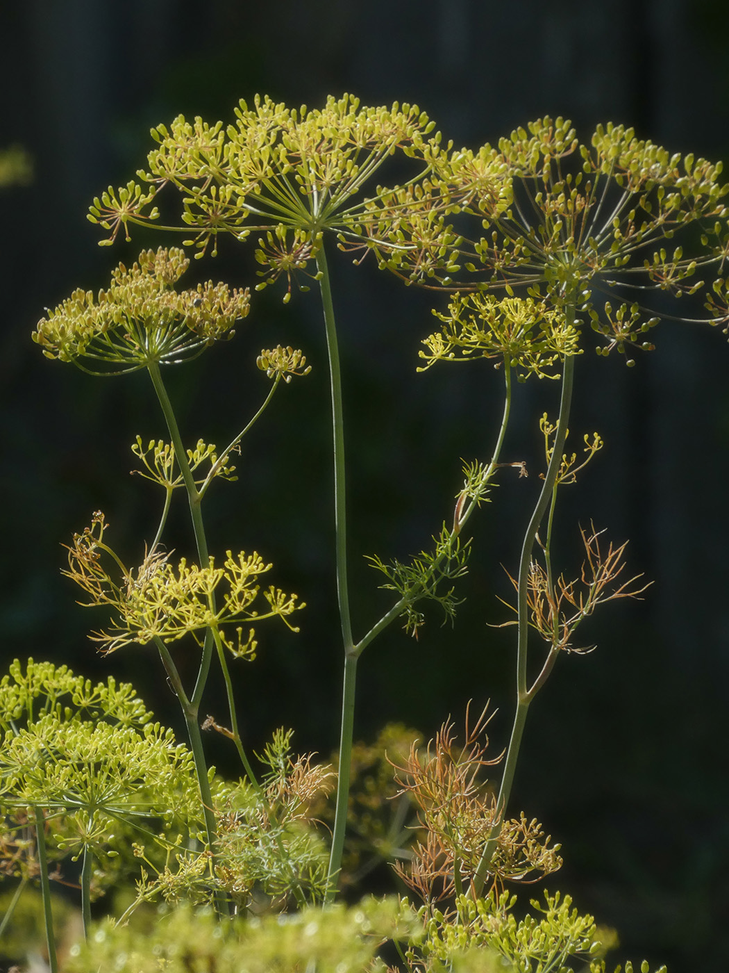 Изображение особи Anethum graveolens.