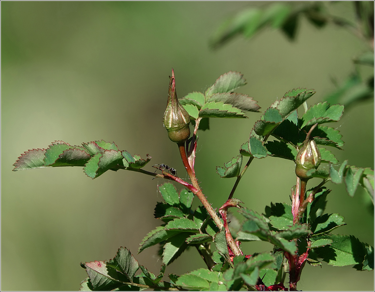 Image of Rosa spinosissima specimen.