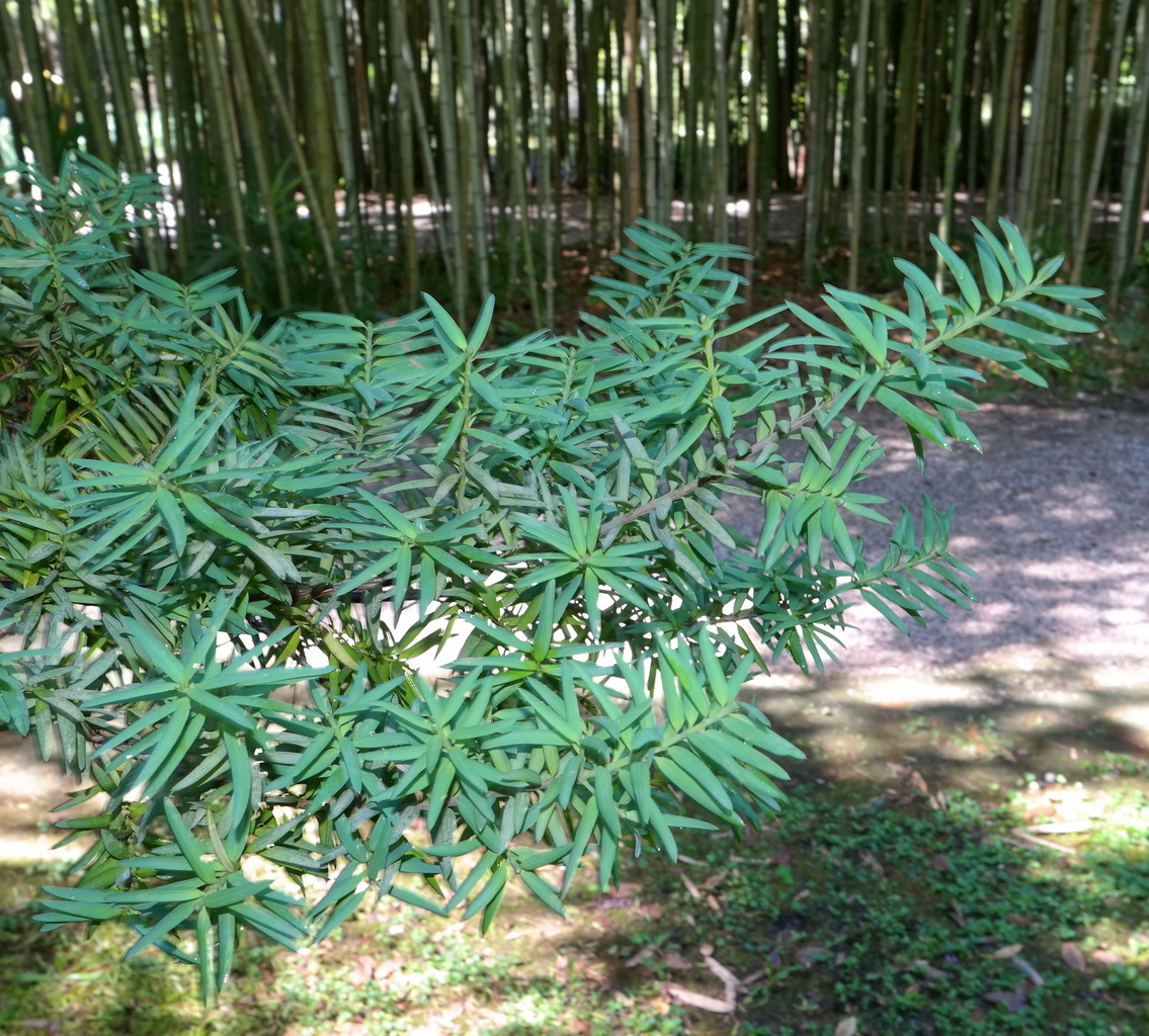 Image of Podocarpus laetus specimen.