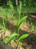 Polygonatum humile. Зацветающее растение. Окр. Томска, опушка соснового леса. 13.06.2010.