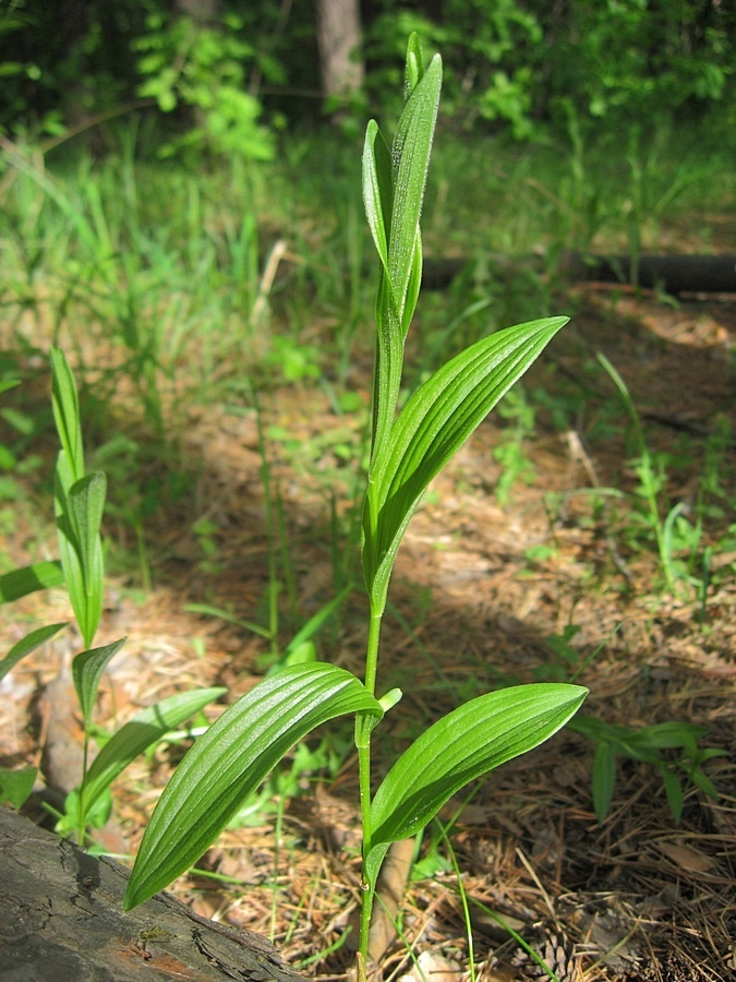 Изображение особи Polygonatum humile.