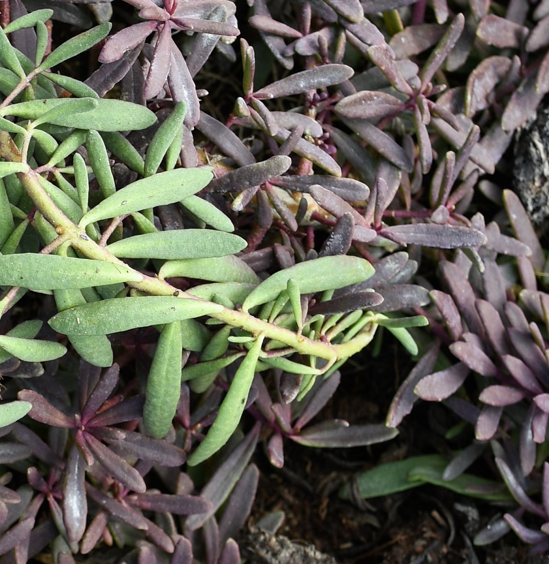 Image of Myoporum parvifolium specimen.