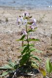 Saponaria officinalis