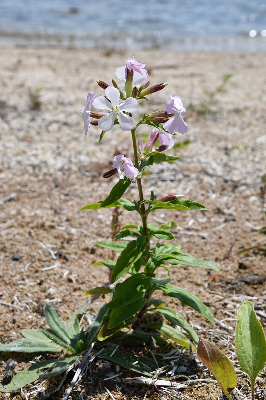 Изображение особи Saponaria officinalis.