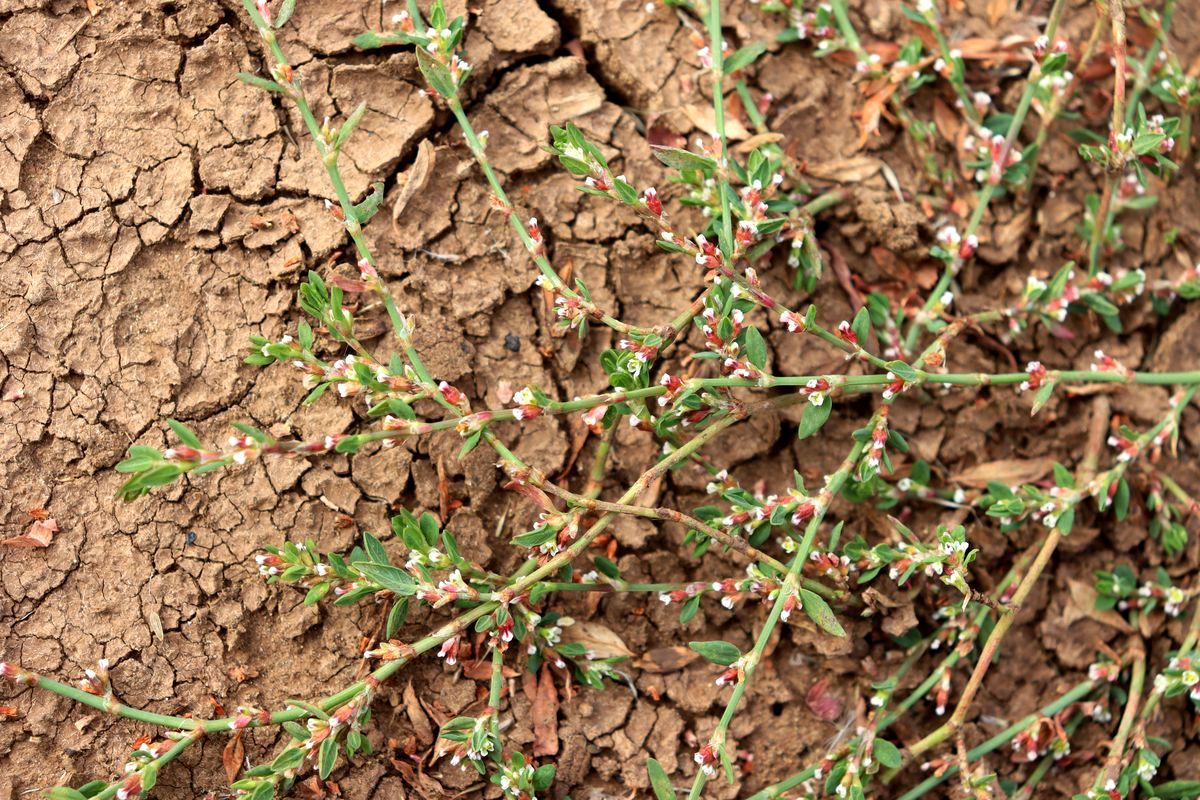 Image of Polygonum calcatum specimen.