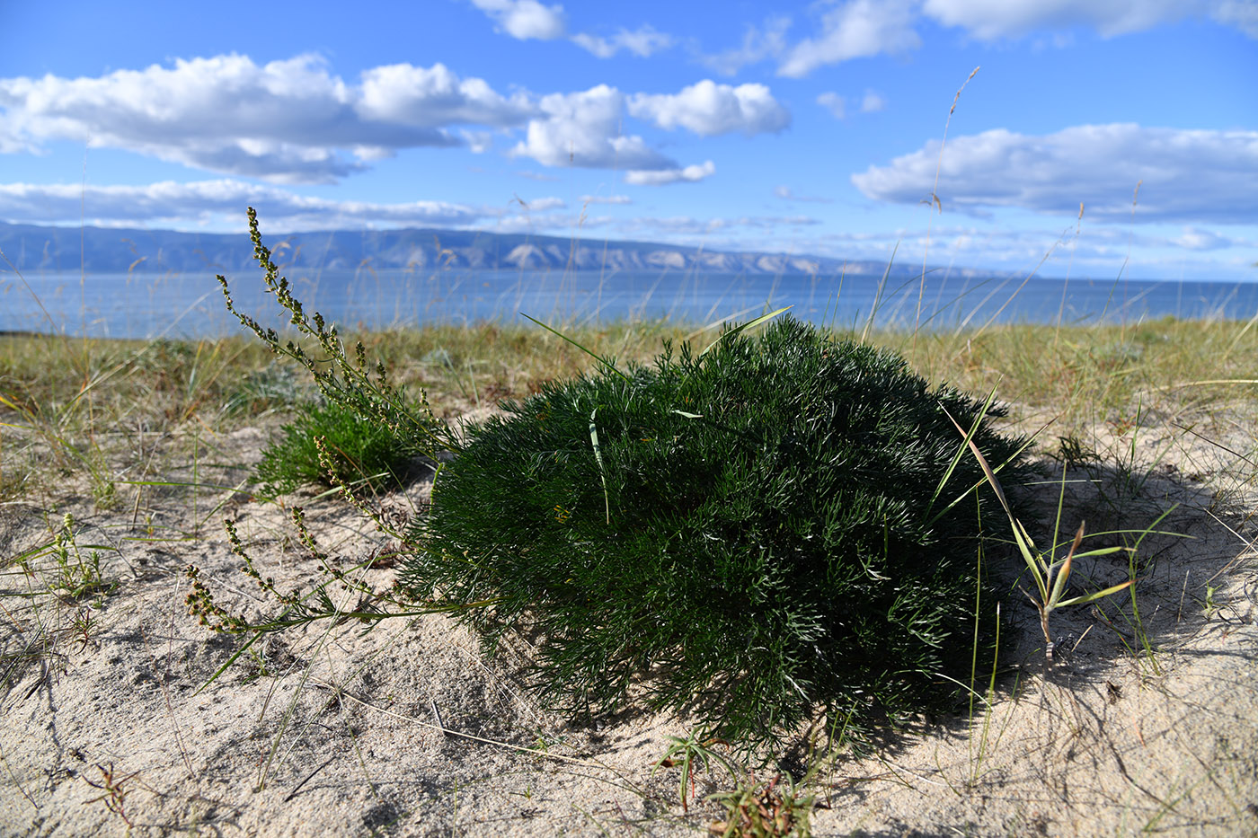 Image of genus Artemisia specimen.