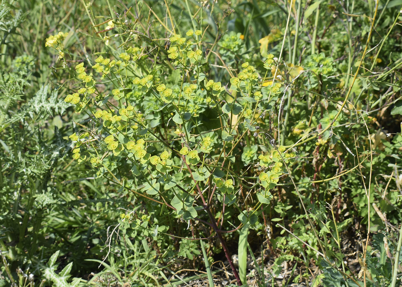 Image of Euphorbia segetalis specimen.