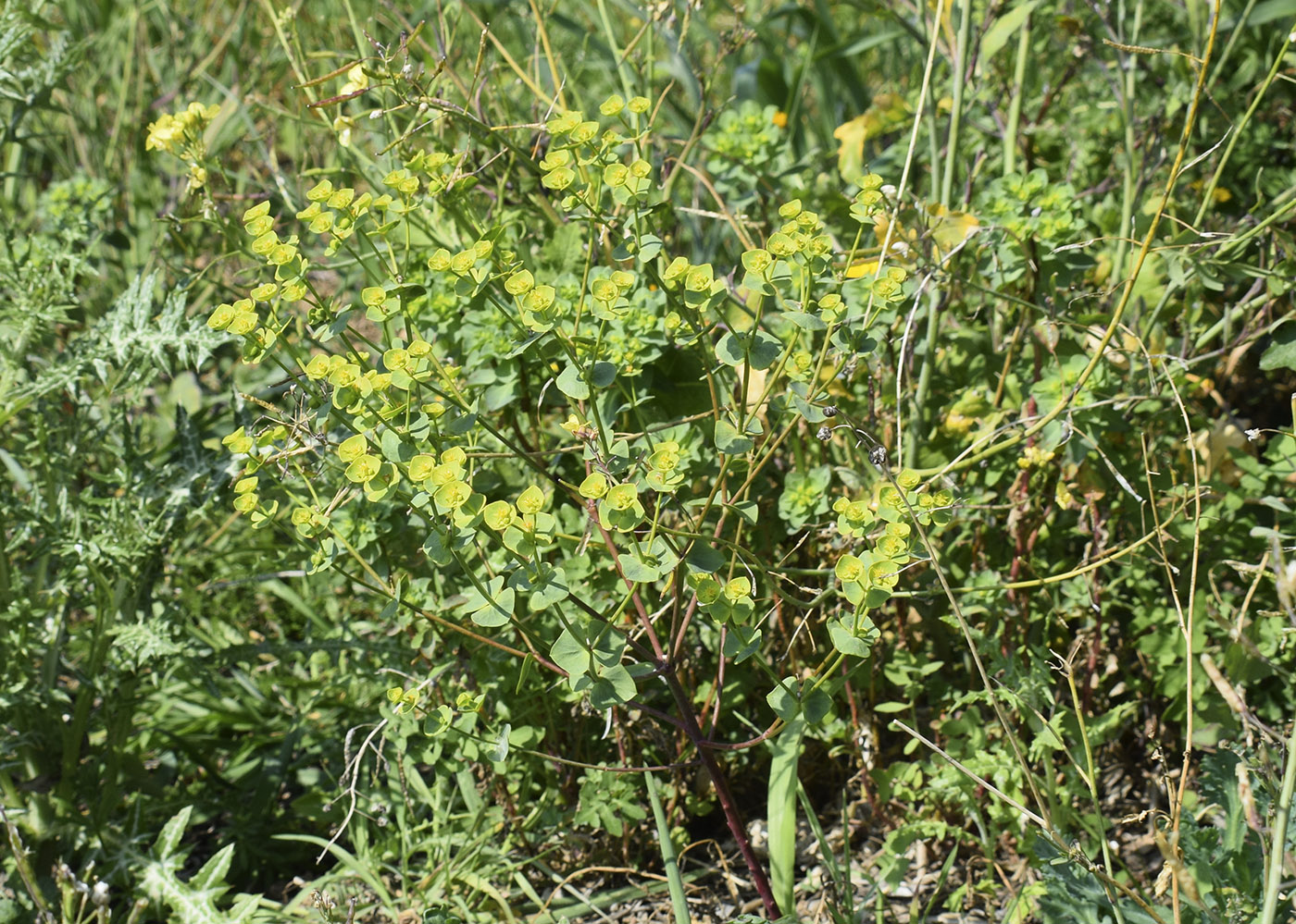 Изображение особи Euphorbia segetalis.