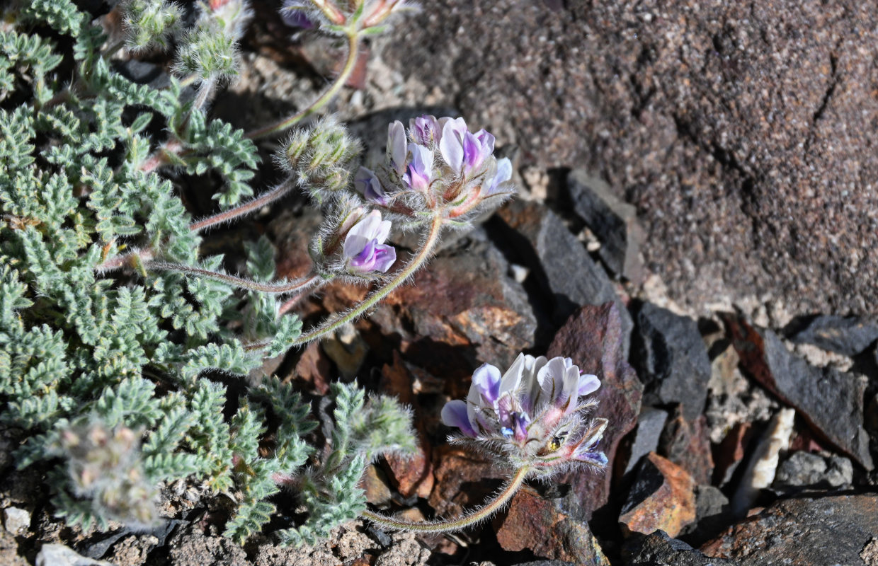 Image of Oxytropis alajica specimen.