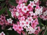 Weigela floribunda. Цветки. Краснодарский край, м/о Анапа, пос. Витязево, ул. Знойная, на клумбе около отеля. 30.05.2021.