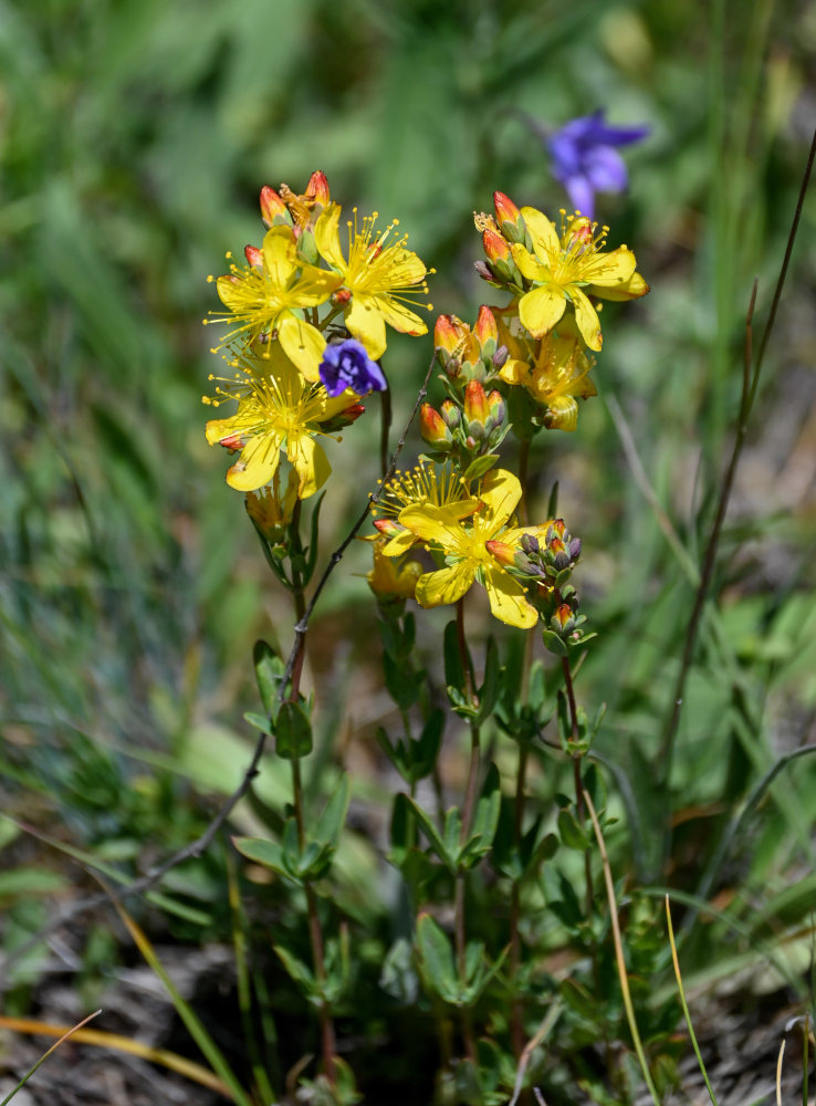 Image of Hypericum linarioides specimen.