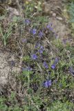 Veronica capsellicarpa