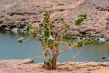 Calotropis procera. Плодоносящее растение. Египет, мухафаза Асуан, храмовый комплекс Абу-Симбел, каменистый склон. 04.05.2023.