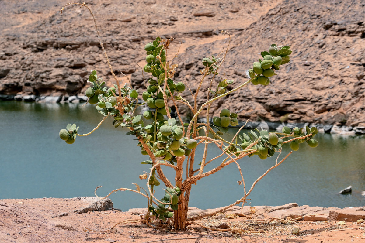 Image of Calotropis procera specimen.