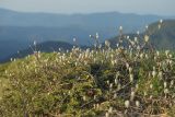 genus Sorbus. Вегетирующее растение в сообществе Juniperus. Краснодарский край, Туапсинский р-н, Главный Кавказский хр., окр. горы Семиглавая, высота 1400 м н.у.м., субальпийский луг. 28.05.2023.