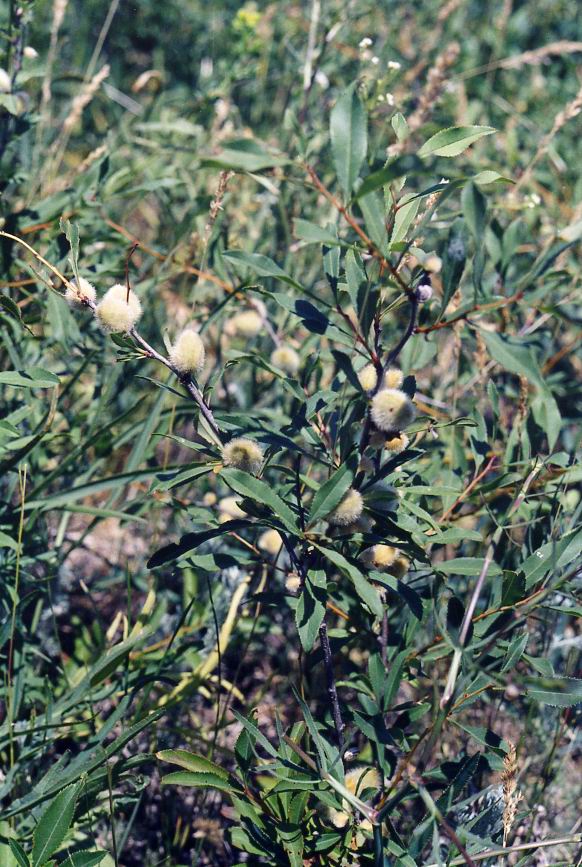 Image of Amygdalus nana specimen.