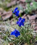 Delphinium grandiflorum