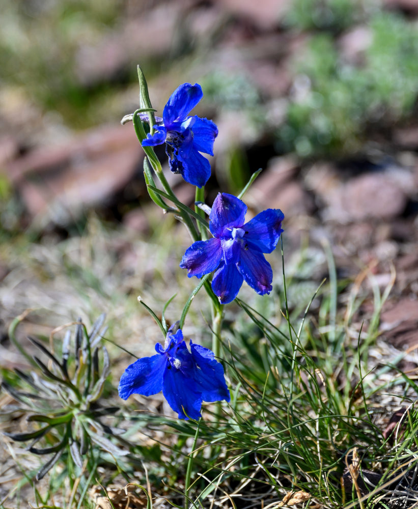 Image of Delphinium grandiflorum specimen.