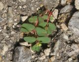 Euphorbia chamaesyce