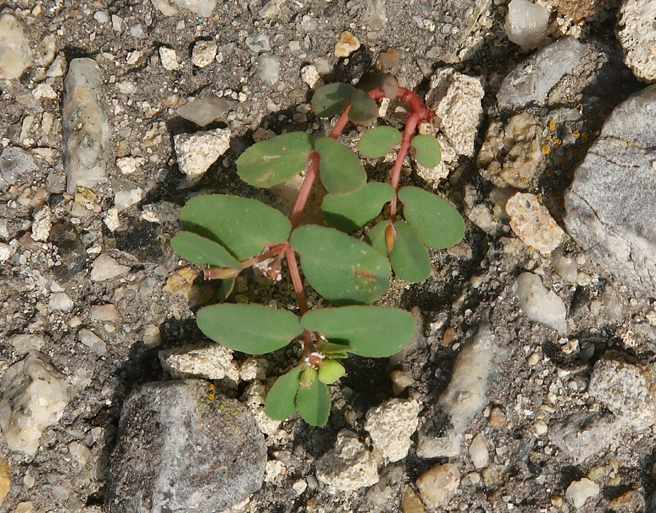 Изображение особи Euphorbia chamaesyce.