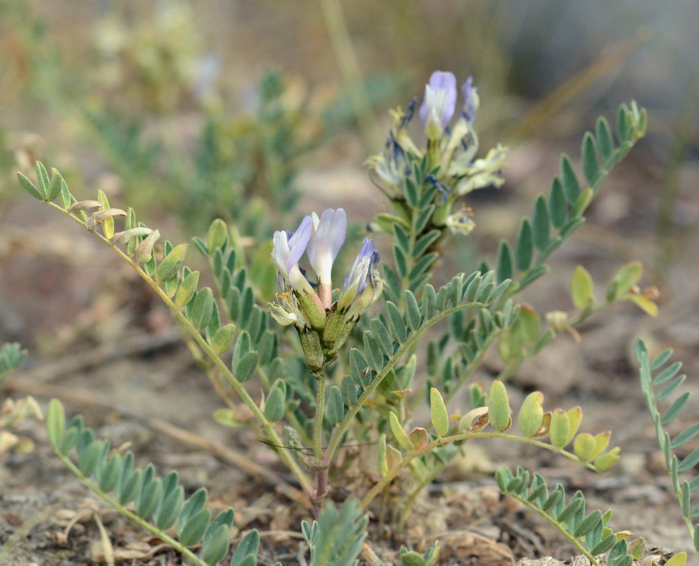 Image of Astragalus tibetanus specimen.