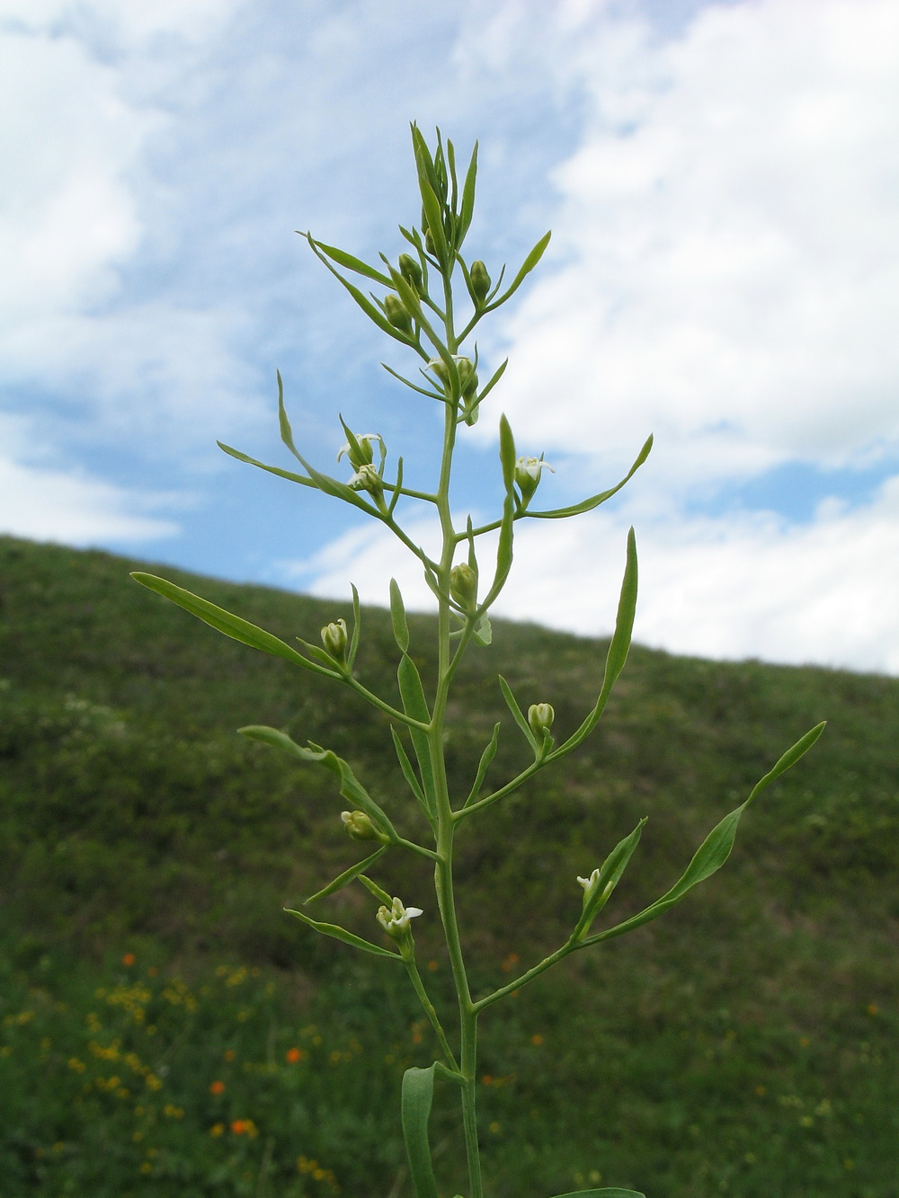 Изображение особи Thesium repens.