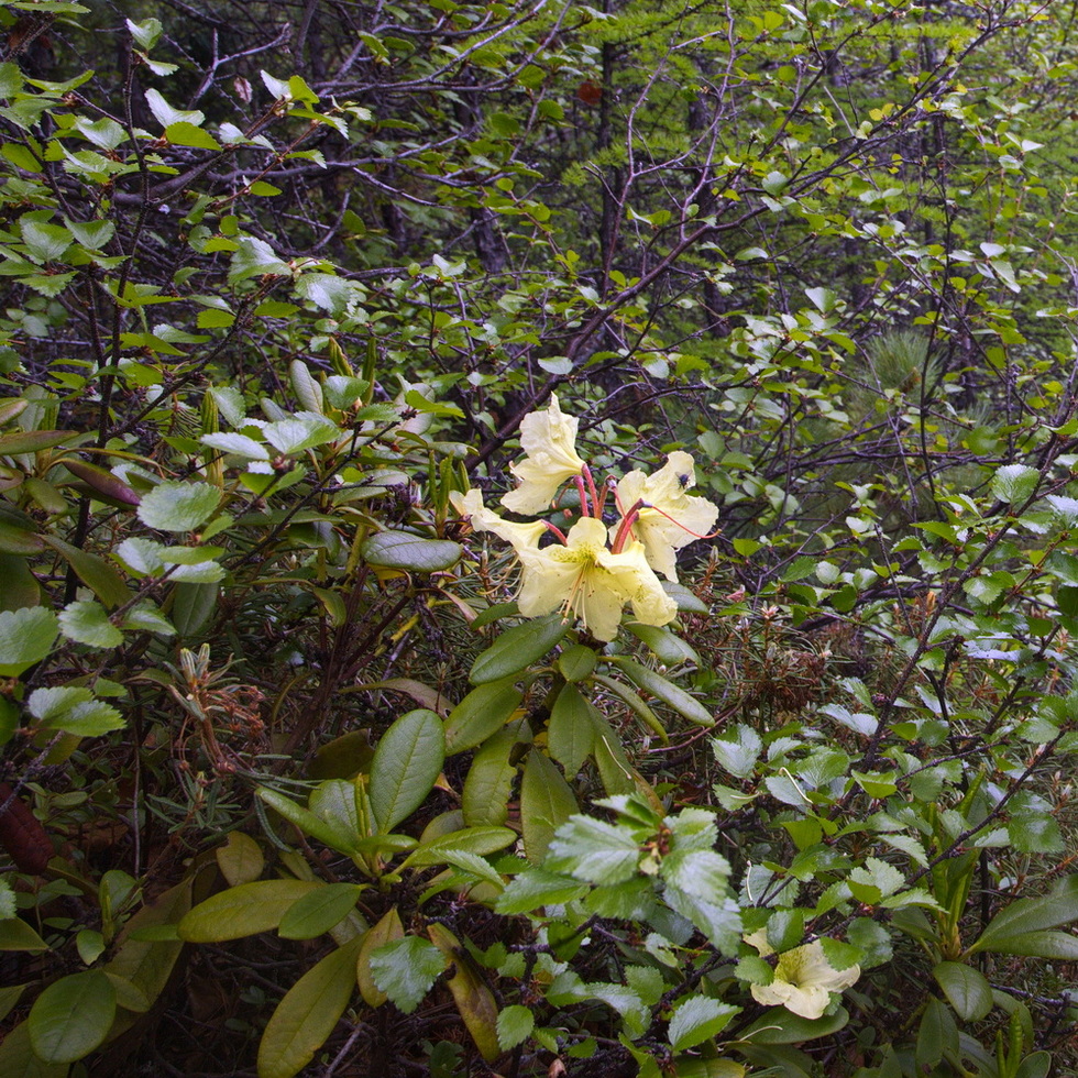 Изображение особи Rhododendron aureum.