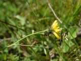 genus Hieracium