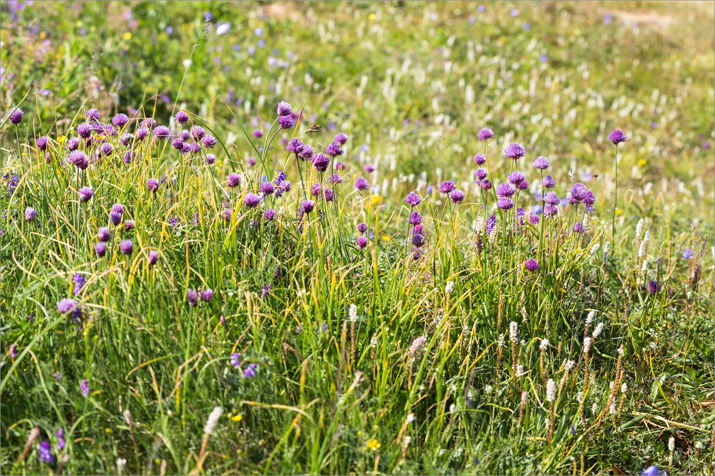 Image of Allium schoenoprasum specimen.