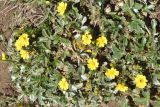 Potentilla tephroleuca