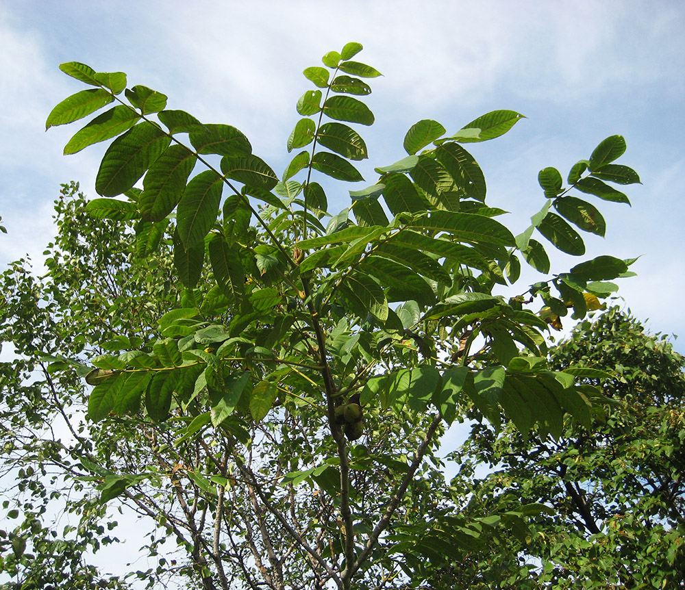 Изображение особи Juglans mandshurica.