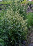 Beta corolliflora. Цветущие растения в сообществе с Artemisia. Армения, обл. Лори, окр. с. Лори Берд, ≈ 1300 м н.у.м., луговой склон. 24.06.2022.