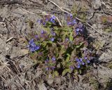 Pulmonaria mollis. Цветущее растение с соцветиями на разных стадиях развития. Бурятия, Кабанский р-н, обочина дороги. 22.05.2023.