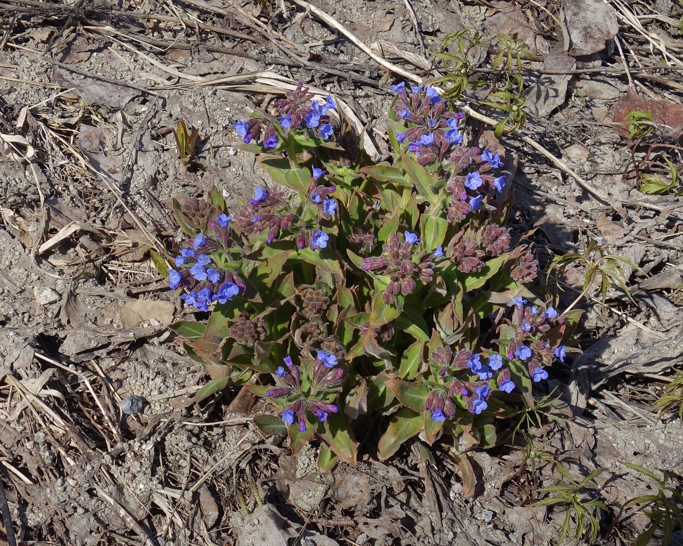 Изображение особи Pulmonaria mollis.