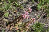 род Sempervivum. Цветущее растение. Чечня, Шаройский р-н, ур. Старый дом Мухтара, луг. 9 августа 2023 г.