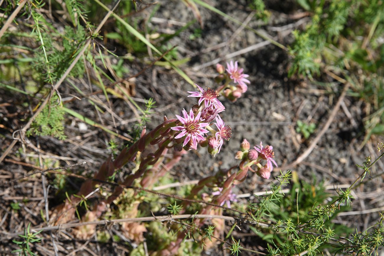 Изображение особи род Sempervivum.