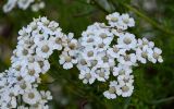 Achillea ptarmicifolia