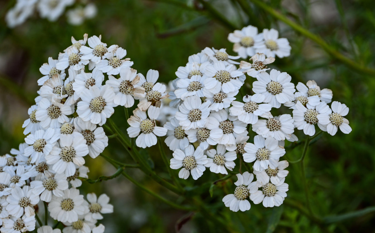 Изображение особи Achillea ptarmicifolia.