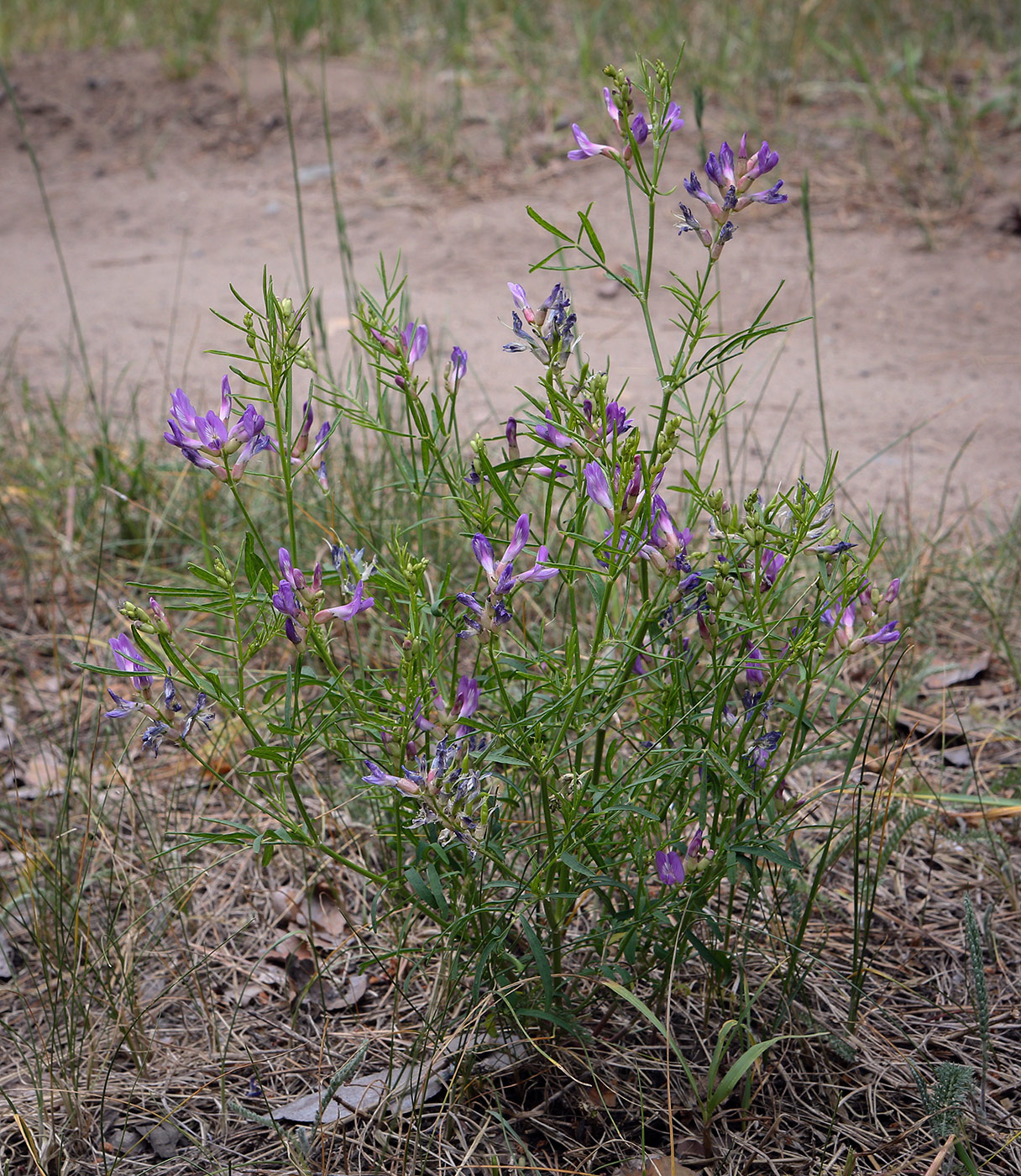 Image of Astragalus arenarius specimen.