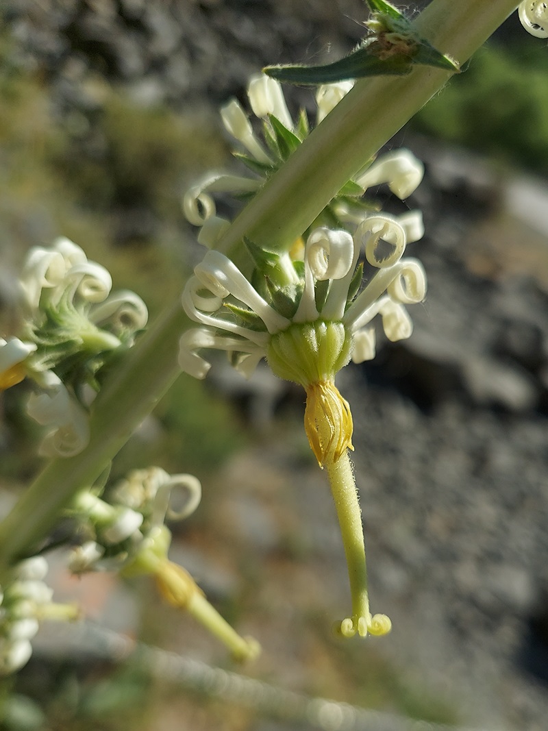 Image of Michauxia laevigata specimen.