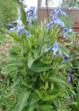 Clematis integrifolia