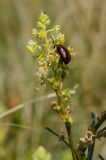 Reseda lutea. Верхушка бутонизирующего, цветущего и плодоносящего побега с питающимися жуком-листоедом (?) и мухой. Оренбургская обл., Беляевский р-н, Донской сельсовет, Долгие Горы, степной склон. 5 сентября 2023 г.