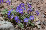 Geranium saxatile. Цветущее растение (справа виден формирующийся плод). Киргизия, Ошская обл., Памир, Заалайский хр., долина р. Ачик-Таш, ≈ 3600 м н.у.м., осыпающийся каменистый склон. 07.07.2022.