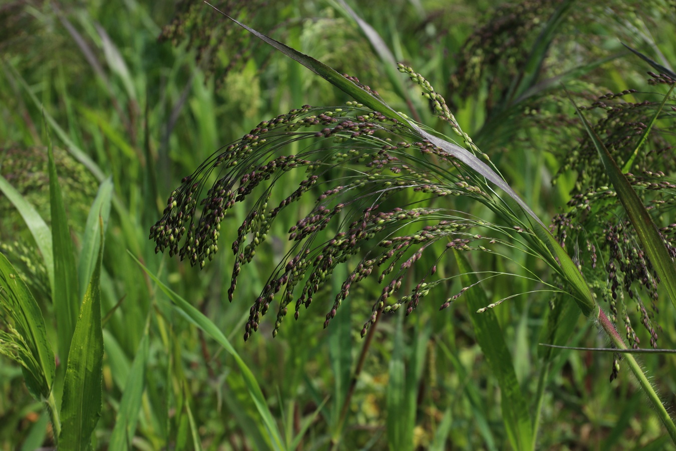 Изображение особи Panicum miliaceum.