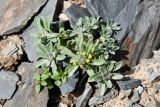 genus Alyssum. Цветущее растение. Казахстан, Алматинская обл., Чу-Илийские горы, ур. Тамгалы, каменистый склон. 1 апреля 2024 г.