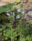 Veronica serpyllifolia. Верхушки побегов с цветками и завязями. Абхазия, Гудаутский р-н, Мюссерский лесной массив, берег р. Риапши. 12.04.2024.