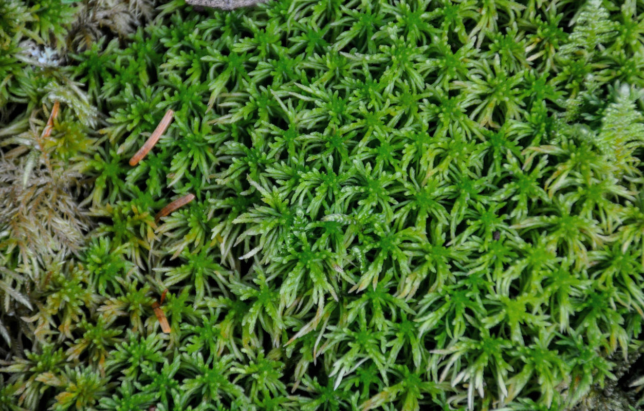 Изображение особи Sphagnum girgensohnii.